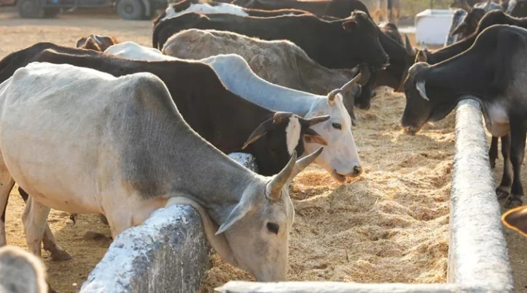 संरिक्षत गोवंशों की संख्या कम होने के कारण जनपद में बंद हो गई पांच गौशालाएं