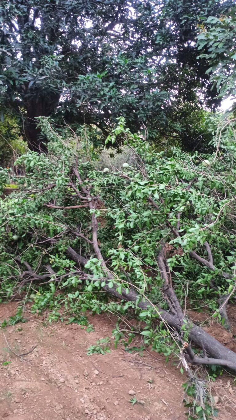 पालिका के कम्पनी बाग से चुपचाप कट गए कई हरे भरे पेड