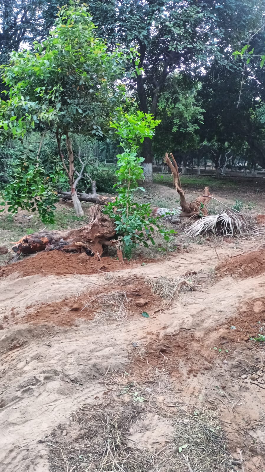 भाजपा सभासद की शिकायत पर मुख्यमंत्री ने लिया संज्ञान, नगर स्वास्थ्य अधिकारी पर बैठी जांच