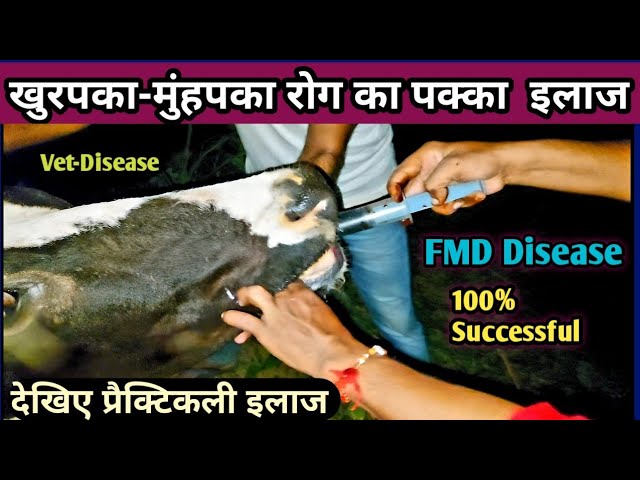 22 जनवरी से शुरू होगा कीटाकरण अभियान, दस मार्च तक 5.35 लाख पशुओं का होना है टीकाकरण