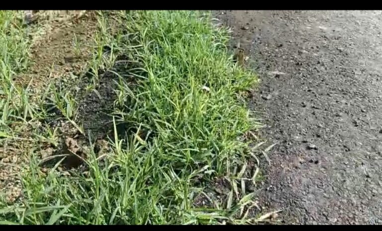 पिन्ना से सलेमपुर तक बनी सड़क पर उग गई घास, पीडब्ल्यूडी ने ऐसी बनाई सड़क