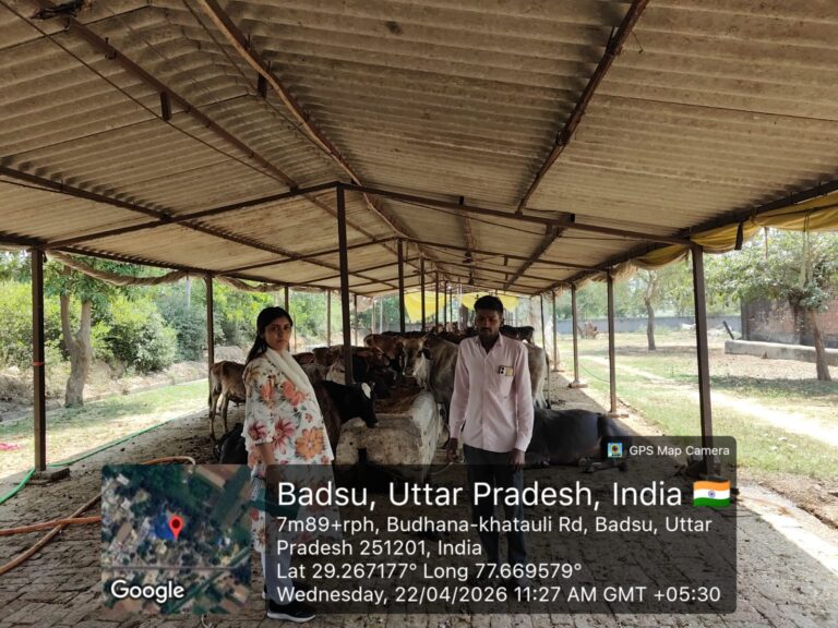 पशु चिकित्सा अधिकारी बड़सू ने अस्थाई गौ आश्रय स्थल समौली पर पहुंचकर परखी व्यवस्थाएं