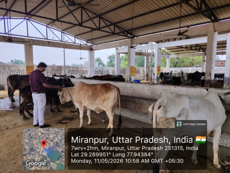 पशु चिकित्सा अधिकारी मीरापुर द्वारा कान्हा गोशाला ,मीरापुर का निरीक्षण किया गया