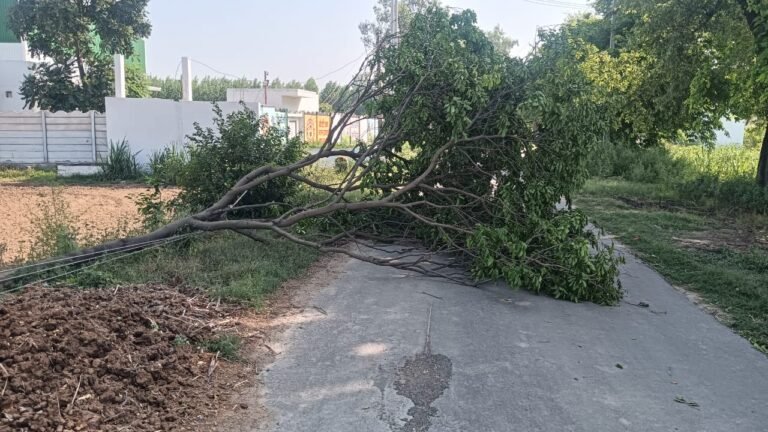रात में फिर से आया तूफान, लाइनों के ऊपर गिरे पेड, आपूर्ति रही ठप