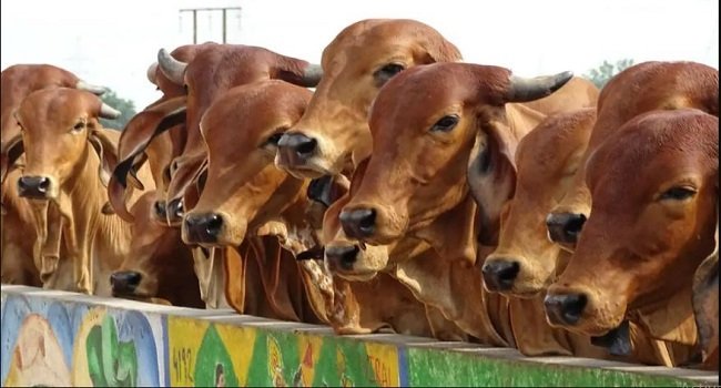 पशु पालन विभाग की 31 टीम करेंगी 531112 पशुओं का टीकाकरण