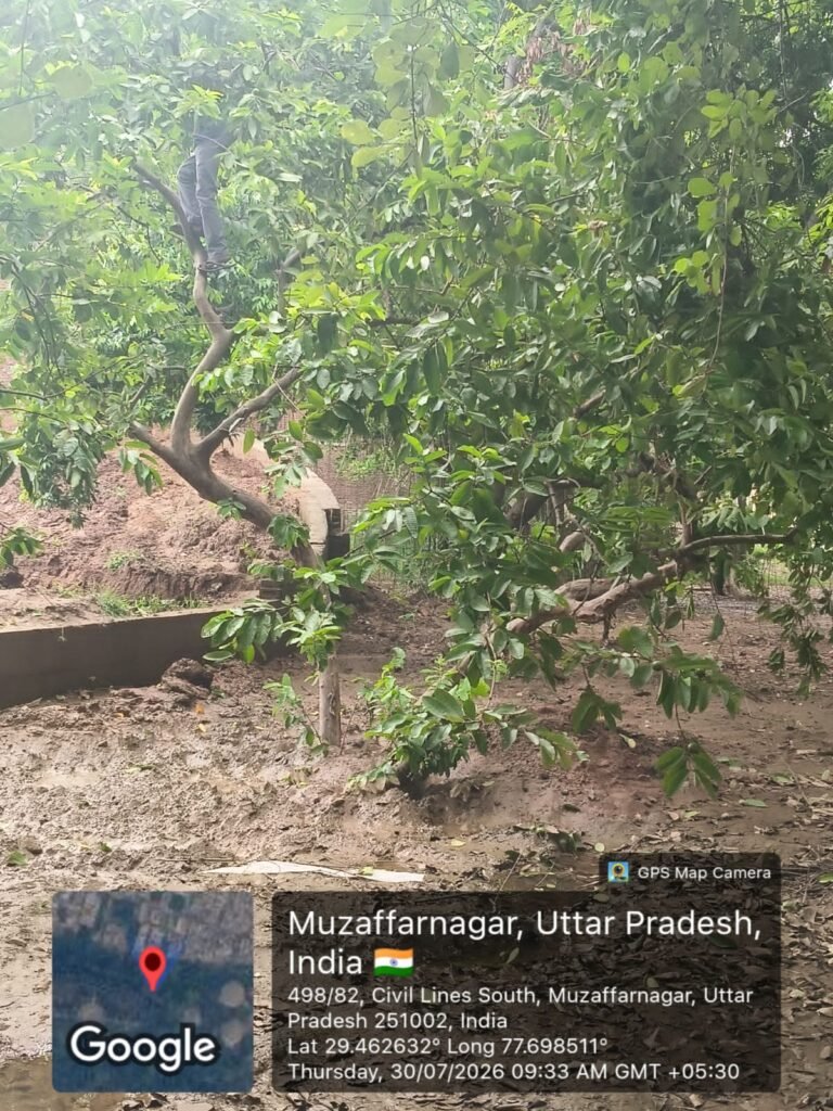 नोएडा की टीम ने कम्पनी बाग के चार पेड किए शिफ्ट