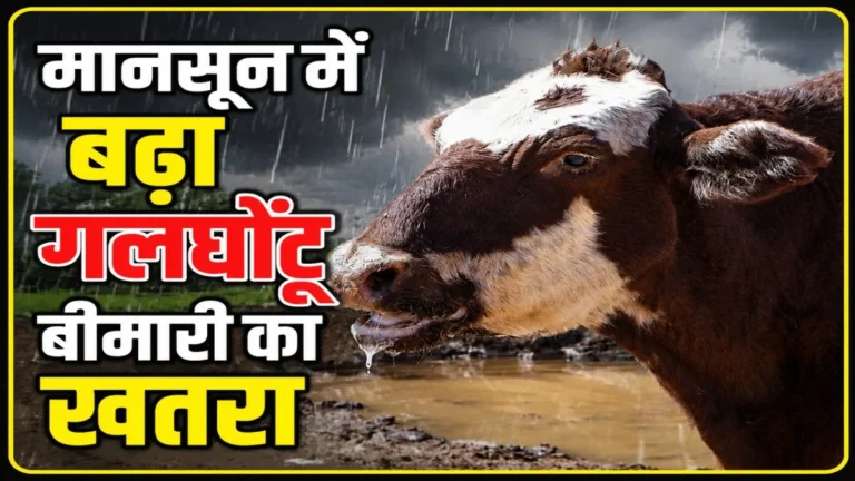गलाघोटू बीमारी को लेकर 3.50 लाख पशुओं का हुआ टीकाकरण