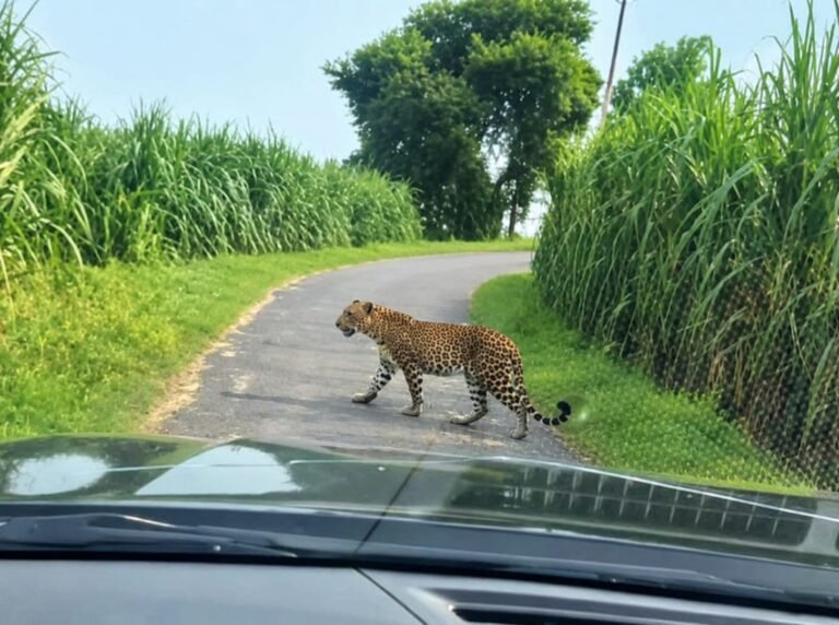 गढ़ी देशराज के जंगल में तेंदुआ दिखाई देने पर ग्रामीणों में दहशत
